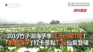 2019竹子湖海芋季花況已開7成！ 「數數海芋」打卡景點329仙氣 ...