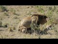 Lion and lioness mating successfully image