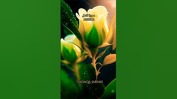 سورة النمل الأية 32~33