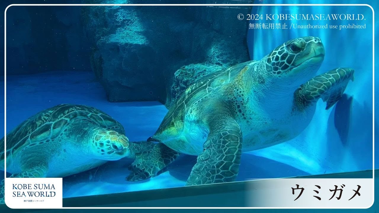 光の差し込む水中を泳ぐウミガメ｜展示情報｜未来とつながる｜神戸須磨