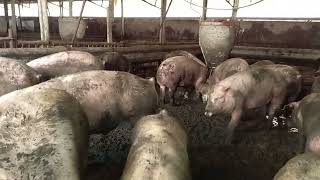 बंगुर पालन //  bangur palan // pig farm