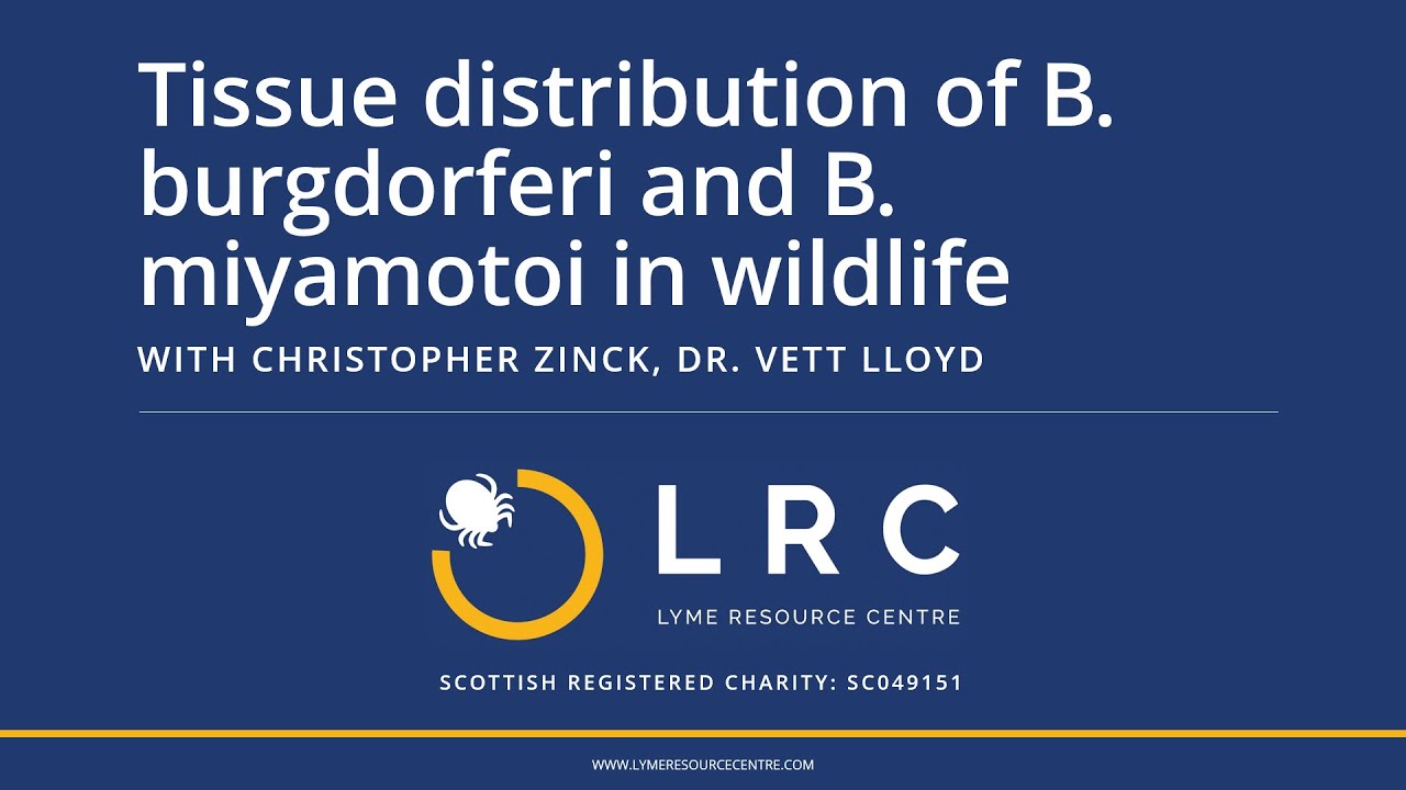 Tissue distribution of B. burgdorferi and B. miyamotoi in wildlife