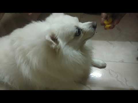Pomeranian Puppy And Cross Rottweiler Toby Leo Youtube Pomeranian Puppy And Cross Rottweiler Toby Leo Youtube