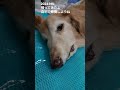 【ポン太18歳の日常】#18歳7ヶ月#メラノーマ#ミニチュアダックスフンド#シニア犬#老犬#dog
