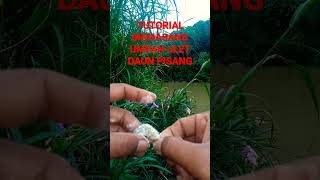TUTORIAL PASANG UMPAN ULET DAUN PISANG🐟