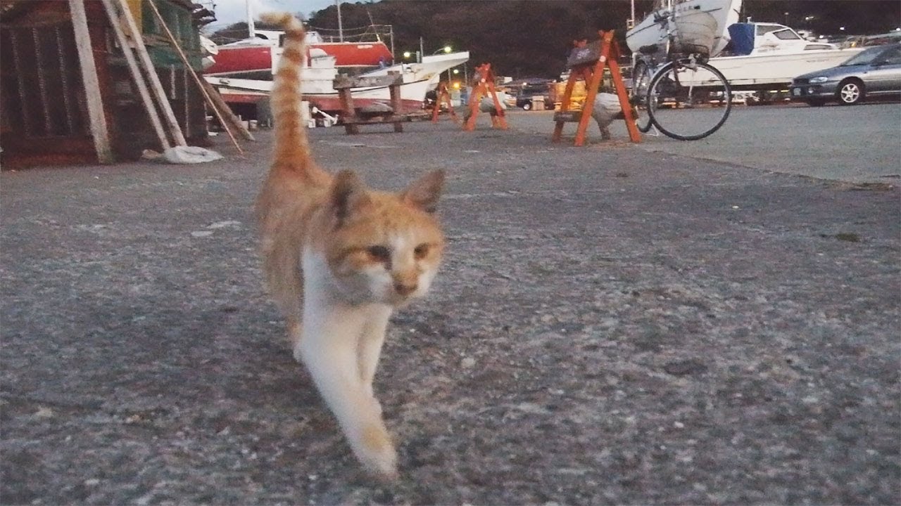 kawaii emoticons Come here and bye-bye, cat of the harbor, Stray cat