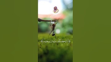 حَتَّىٰ إِذَا أَتَوْا عَلَىٰ وَادِ النَّمْلِ قَالَت … (18) (19) سورة النمل الشيخ ماهر المعيقلي