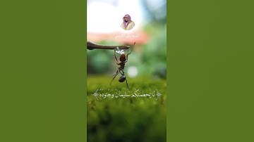 حَتَّىٰ إِذَا أَتَوْا عَلَىٰ وَادِ النَّمْلِ قَالَت … (18) (19) سورة النمل الشيخ ماهر المعيقلي