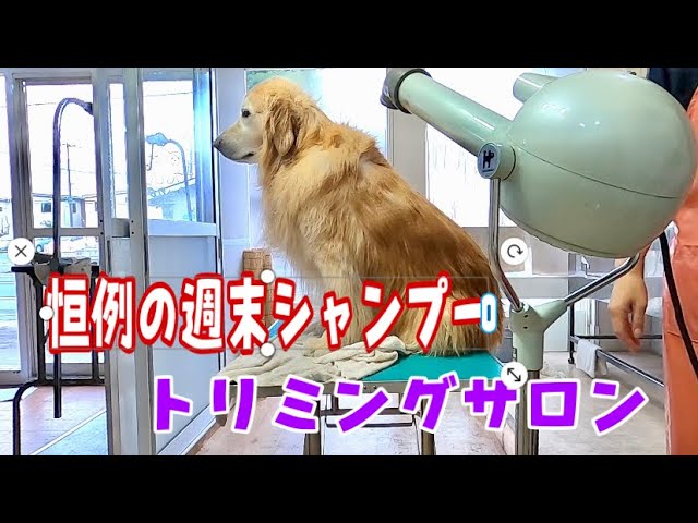 トリミングサロンの仕事終わりにまたまた大型犬を洗う ゴールデンレトリバー Youtube