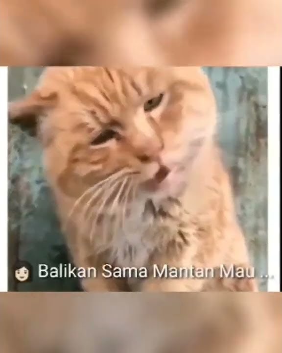 Vidio lucu kucing bisa ngomong gak mau balikan sama MANTAN π€£