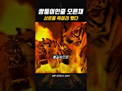 <strong>부모</strong> 잃고 헤어진 쌍둥이 호랑이 형제의 재회 장소가 투견장이었다 😭
