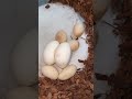 Bad clutch of ball python eggs!