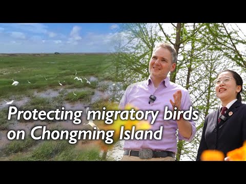 How a Chinese island is pioneering harmony between farming and migratory bird protection Episode cover