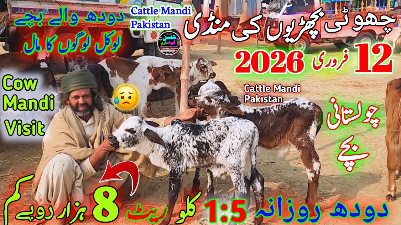 12 February 2026 پنجاب کی بڑی منڈی Pakistan Cattle Mandi Updates #dudhwalibachrian kot chutta mandi 