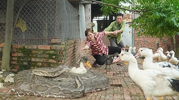 Terrifying Encounter! Giant Python Invades Goose Farm – Delicious Grilled Goat Recipe! 🐍🐐🔥