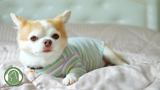 Music that makes dogs comfortable🐶Stress relief music, Sleep music🎵Dog's favorite music. by My Pet Music 32,355 views 2 months ago 9 hours, 26 minutes