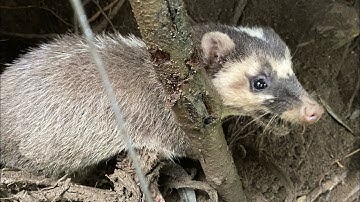 (Tập 20) 3ae đi thăm bẫy lại đc hàng khủng rồi |Rừng núi Bắc Kạn