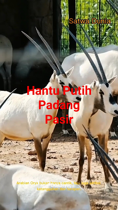 Arabian Oryx: Hantu Putih Padang Pasir yang Hampir Punah!' #faktamenarik