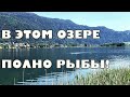 Полно рыбы! Лысухи и пловчихи на альпийском озере