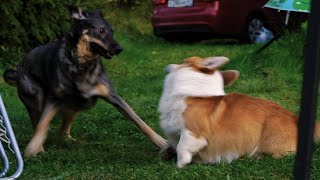 Corgi vs Mongrel by Sid Woodstock 185 views 6 months ago 1 minute, 26 seconds