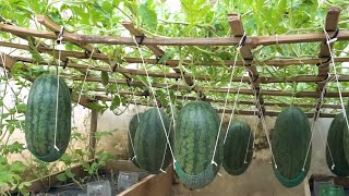 Easy way to grow watermelon || Grow watermelon at so easy 🍉