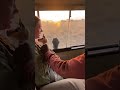 She Thought It Was Just a Safari… Then a Baby Gazelle Jumped Into Her Lap 😳🦌🐆 #트렌딩 #표범 #가젤 #야생동물 #추격