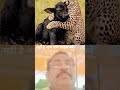 @एक नवजात भैंस के# बच्चे की देखभाल करता तेदुंवा #buffalo callaf #animal care#buffalo love#