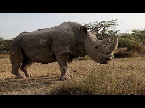 Βίντεο: Ο φύλακας της οικολογίας του Βορρά