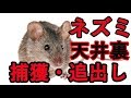 ネズミ駆除 捕獲 追出し方法 沼津市三島市裾野市御殿場市伊豆の国市 あおき消毒