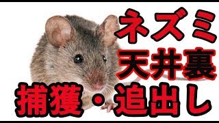 ネズミ駆除 捕獲 追出し方法 沼津市三島市裾野市御殿場市伊豆の国市 あおき消毒