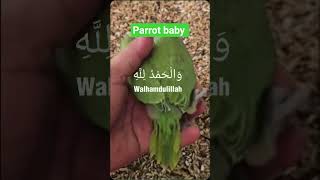 baby parrot 🦜 tame birds #shorts #shortvideo #youtuber
