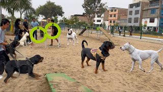 Super encuentro canino  Bulldog americano, Dogo Argentino, Presa Canario y Rottweiler