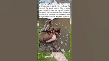 He S So Happy Dogmemesdaily Dogmemes Doggo Dog Dogs School Backtoschool Memes Funny Meme 