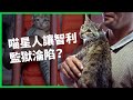 智利監獄養上百隻貓 受刑人都成貓奴 動物飼養計畫如何助受刑人重返社會？【TODAY 看世界】