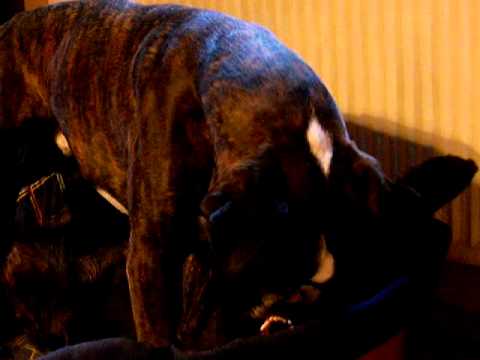 Boxer Erwin und seine Hundefrau Uschi kämpfen um den Hundekorb