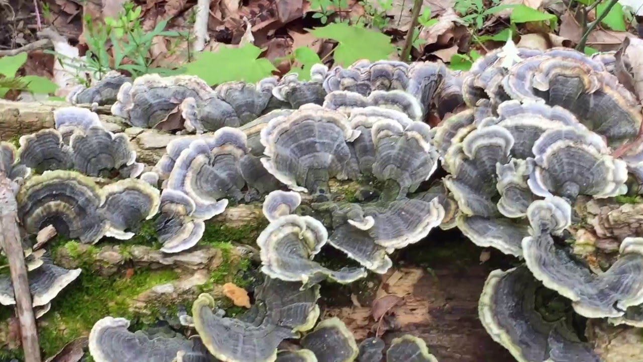 Medicinal Mushrooms For MS Blood Pressure Diabetes Immunity YouTube Medicinal Mushrooms For MS Blood Pressure Diabetes Immunity YouTube