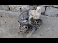 Baby Chick 🐤Is Enjoying On Cat's 🐈Head ||Cats Cutest Reaction 