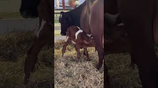 Mama & baby cow (born on 9/3/23) at the Allentown Fair - September 2023 (#1) #cow