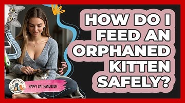 How Do I Feed An Orphaned Kitten Safely? - Happy Cat Handbook