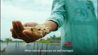 ASC Aquaculture Improvement Project (AIP) Pilot in Indonesia