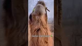 Camel enjoying Cactus snack 🌵 #asmr #camel #animals #camelsound #cactus by CamelASMR 540 views 4 months ago 3 minutes