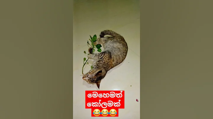Watch the video about මෙහෙමත් කෝලමක් 😂😂😂 || small cat funny time #cat #catvideo #shortvideo #shorts