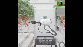 Demo Of Strawberry Harvesting Robot Berry || Made By Organifarms Germany || #Shorts
