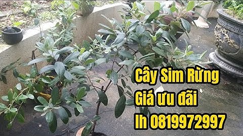 VDO 13 Cây sim rừng loại chậu to cao 80 cm, tán 40 cm.