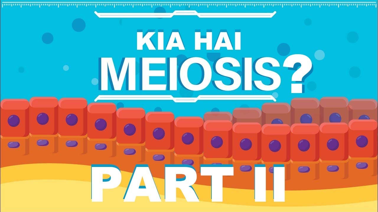 What is Meiosis? |  Meiosis Kia Hai? | Part 2 Urdu/Hindi