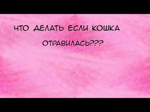 Что делать если кошка отравилась? \ Признаки отравления у кошек.