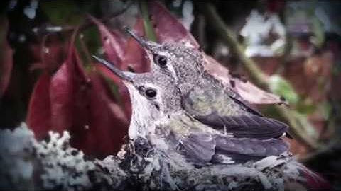 Hummingbird Babies from Birth to Fledging the Nest