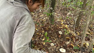 เห็ดปลวก 2024 ดีใจสุดๆเลย 🍄🍄ไม่คิดว่าจะได้กับเขา