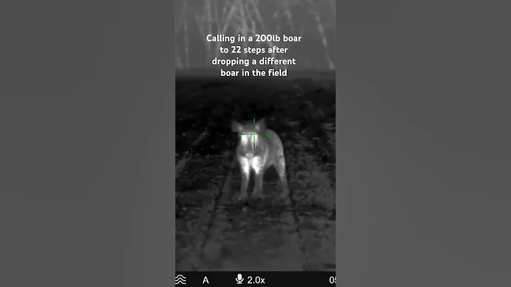 охота на кабана в джунглях#chasse#hunting #cinghiale #jabali #wildboa #cinghiale