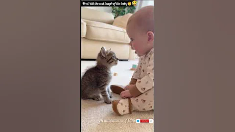 Video 11233231: kitten baby cat funnycats, cat kitten cute funnycats, funny kittens baby cats